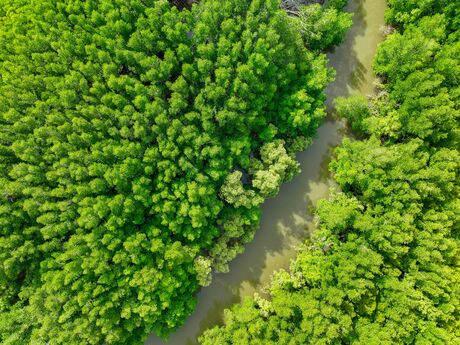 Aerial view of a river winding through a dense green forest
