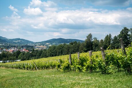 Vineyard rows stretch across a hillside near a forest and small town under a partly cloudy sky. Sustainable vineyards, climate change adaptation, regenerative agriculture, green viticulture