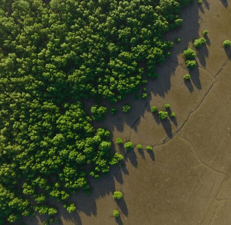 Aerial view of a forest edge with scattered trees on an open area