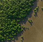 Aerial view of a forest edge with scattered trees on an open area