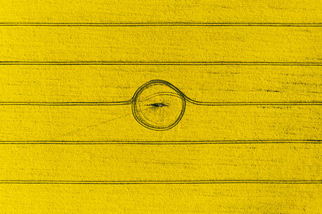 Aerial drone top view of yellow blooming field of rapeseed with lines from tractor tracks and circle in center on sunny spring or summer day. Nature background, landscape photography
