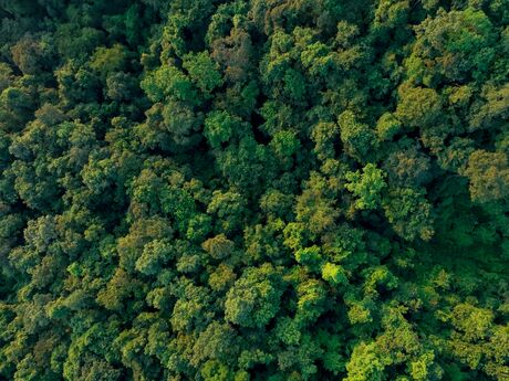 Aerial top view of green trees in forest. Drone view of dense green tree captures CO2. Green tree nature background for carbon neutrality and net zero emissions concept. Sustainable green environment