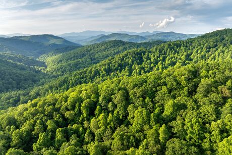 Mountain forest with green canopies in summertime season. North Carolina wild woods nature in summer