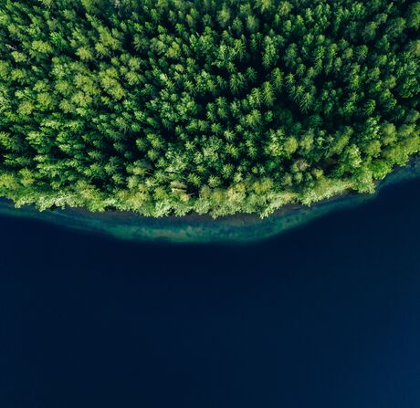 Aerial view of a dense forest edge along a calm body of water