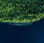 Aerial view of a dense forest edge along a calm body of water