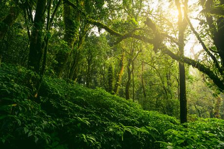 Forest with dense undergrowth and moss-covered trees in sunlight