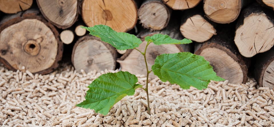 Bild Jungpflanze und Holzpellets