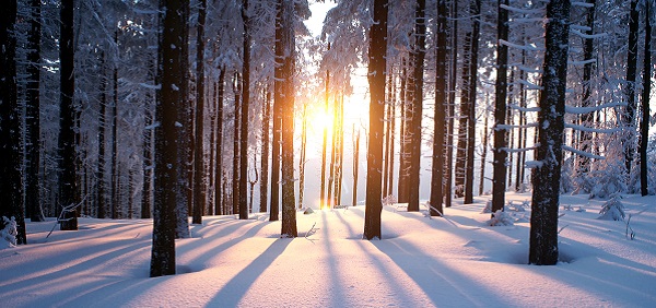 Bild idyllische Winteratmosphäre im Wald